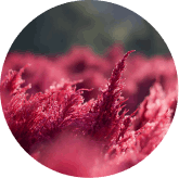 VisiFlora Ingredient1