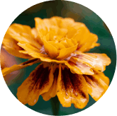 VisiFlora Ingredient11