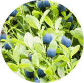 VisiFlora Ingredient13