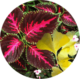 VisiFlora Ingredient8